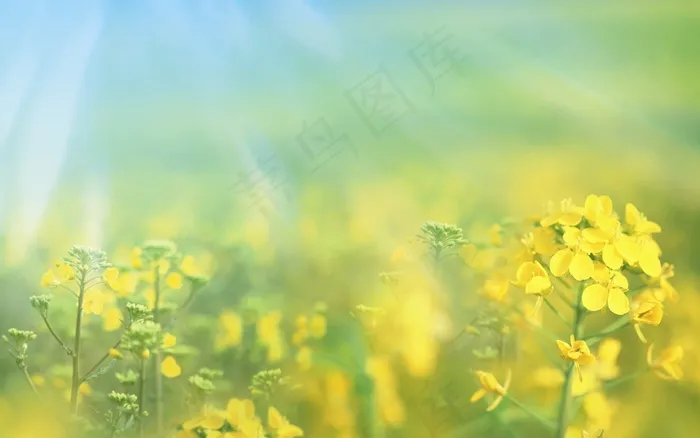 春天 油菜花
