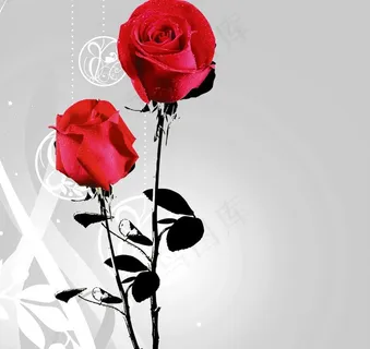 红玫瑰图片