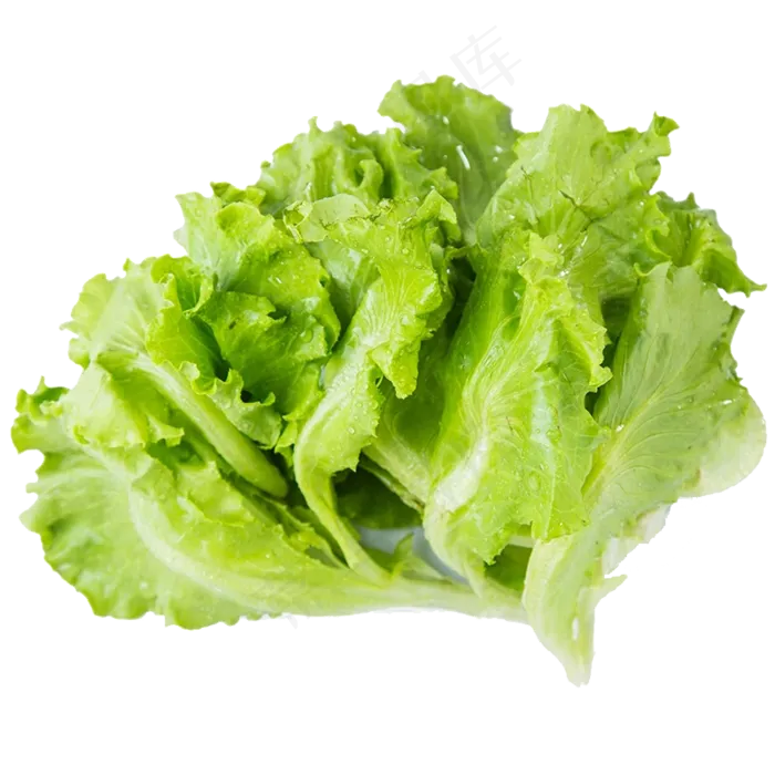 生菜