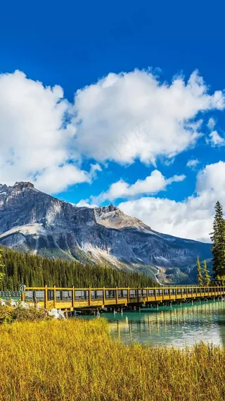 雪山下的丛林高清摄影图片