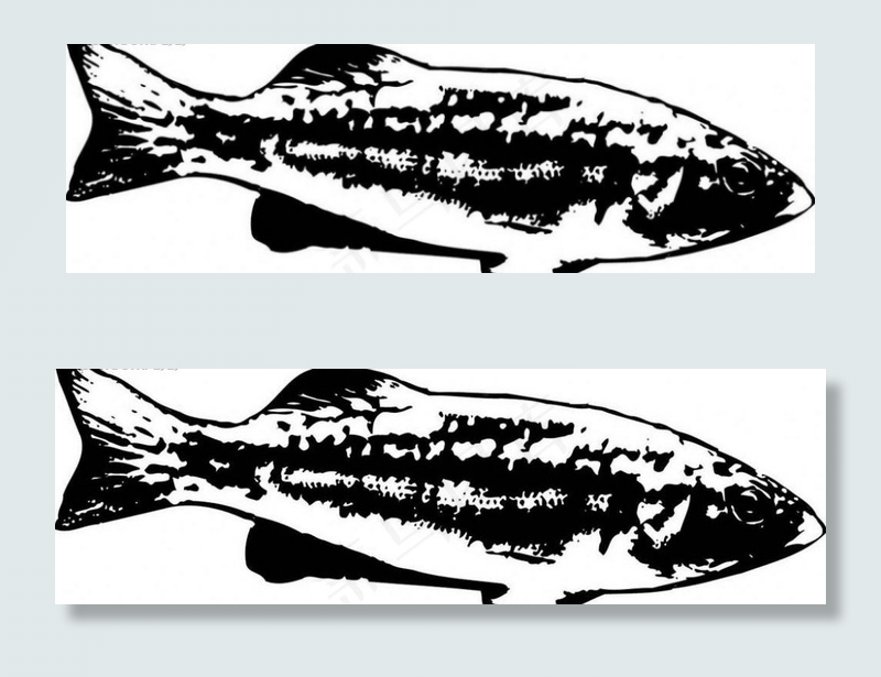 鱼的黑白图片
