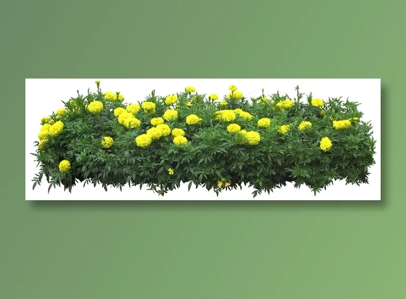 高清免抠植物万寿菊psd模版下载