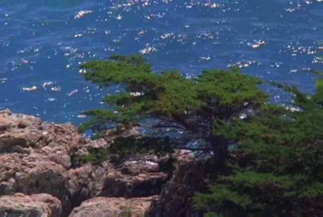 海底生物素材下载