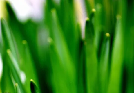 精美绿色墙纸图片 精美绿色墙纸图片