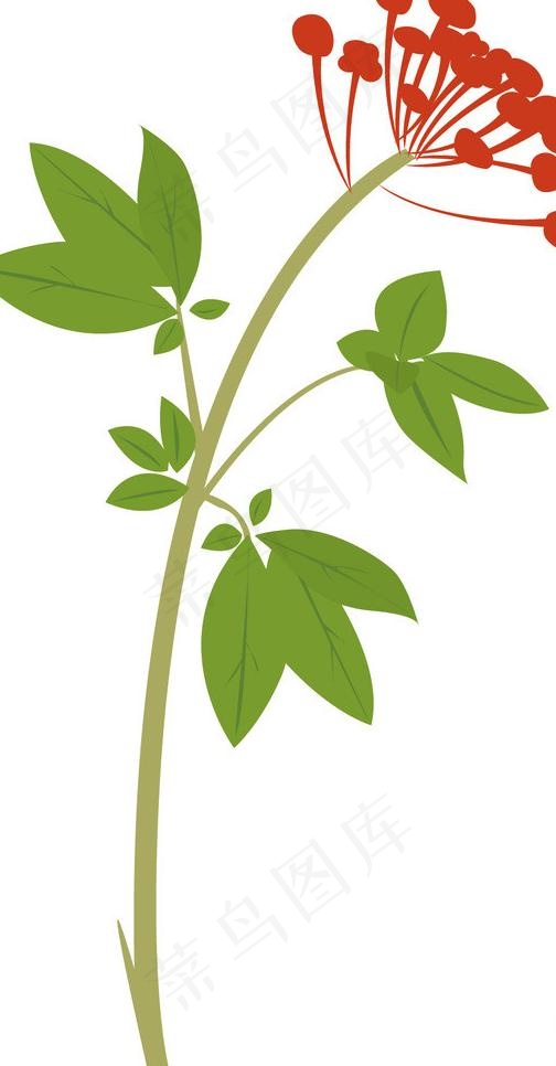 人参花图片ai矢量模版下载