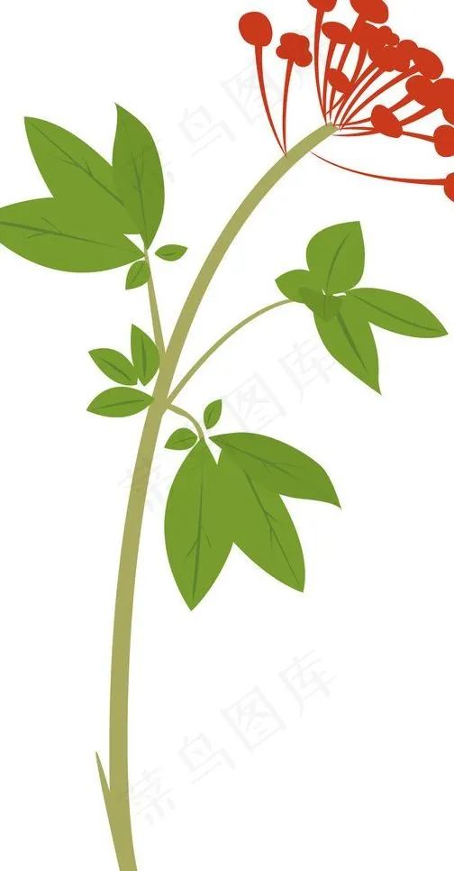 人参花图片ai矢量模版下载
