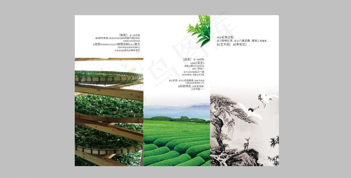 茶叶三折页图片(3437X2551(DPI:300))psd模版下载