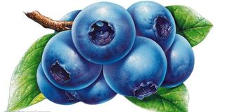 水果——蓝莓图片