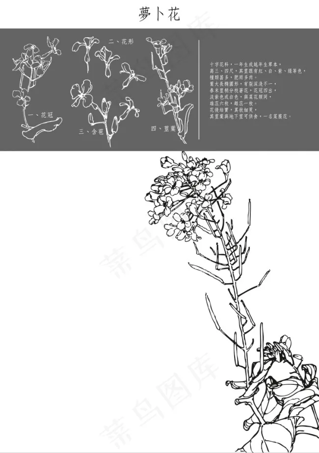 萝卜花工笔矢量图eps,ai矢量模版下载