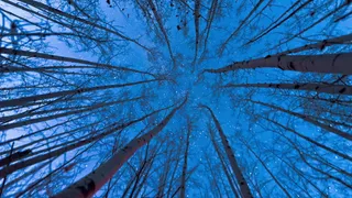 看着星星在树股票视频 视频免费下载