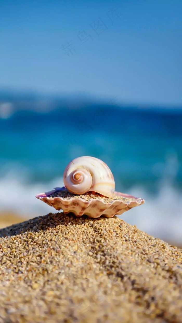 贝壳高清摄影图片