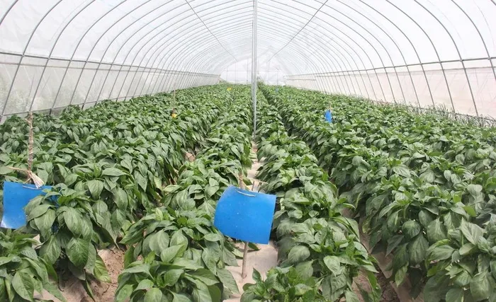 大棚蔬菜图片