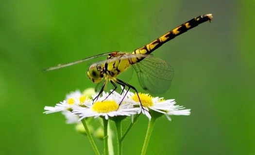 蜻蜓点花图片
