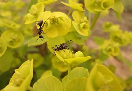 大蚂蚁巨蚁图片 大蚂蚁巨蚁图片