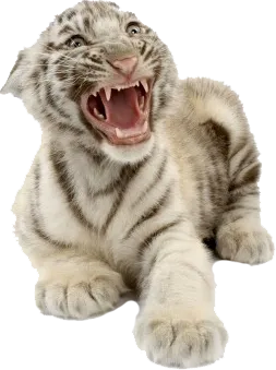 猫松鼠豹素材分层免扣大图