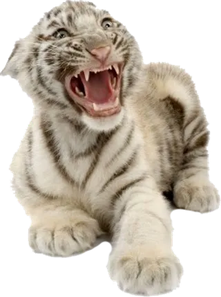 猫松鼠豹素材分层免扣大图