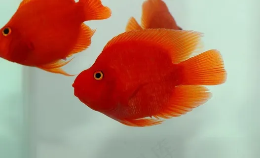 血鹦鹉图片 血鹦鹉图片