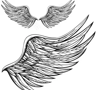 翅膀图片