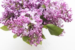 简约小清新文艺风插花静物摆拍背景