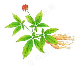 补气药中药材人参补气药中药材人参