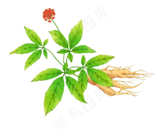 补气药中药材人参补气药中药材人参