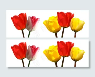 郁金香背景图片