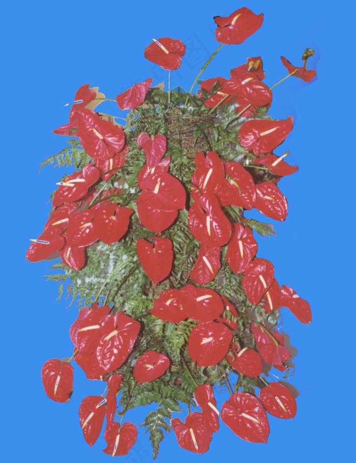 红掌-荫生——植物素材