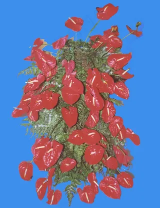 红掌-荫生——植物素材