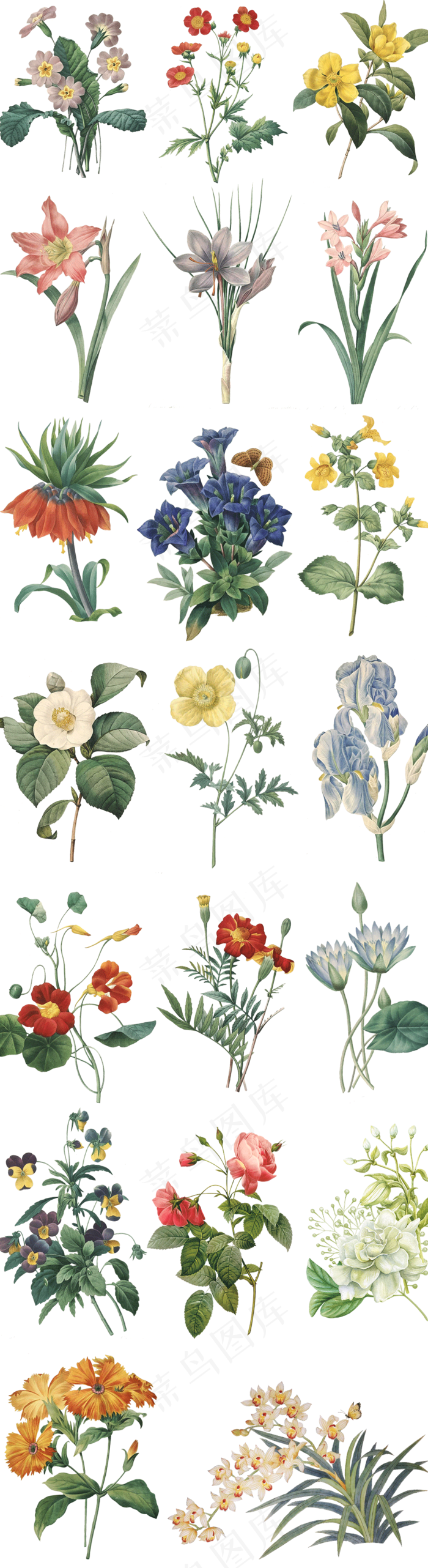 带枝叶手绘花卉十二月花语