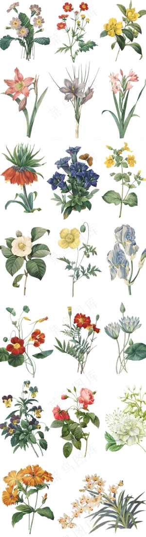 带枝叶手绘花卉十二月花语