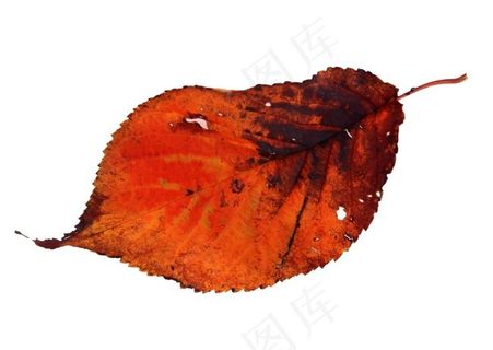 斑驳的红叶素材 斑驳的红叶素材