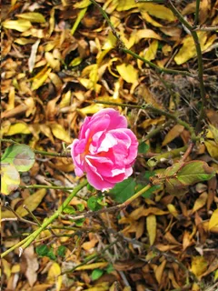 月季花图片 月季花图片