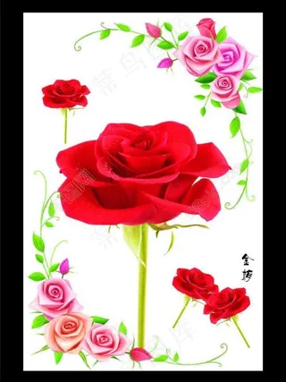 玫瑰花图片