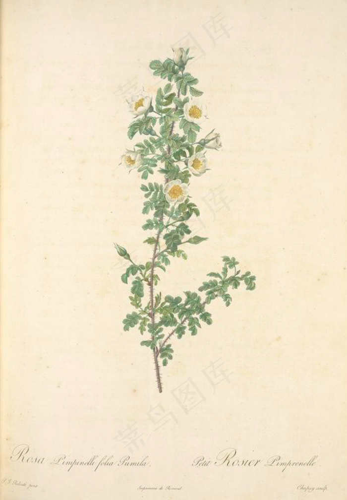 手绘复古油画小白色花卉