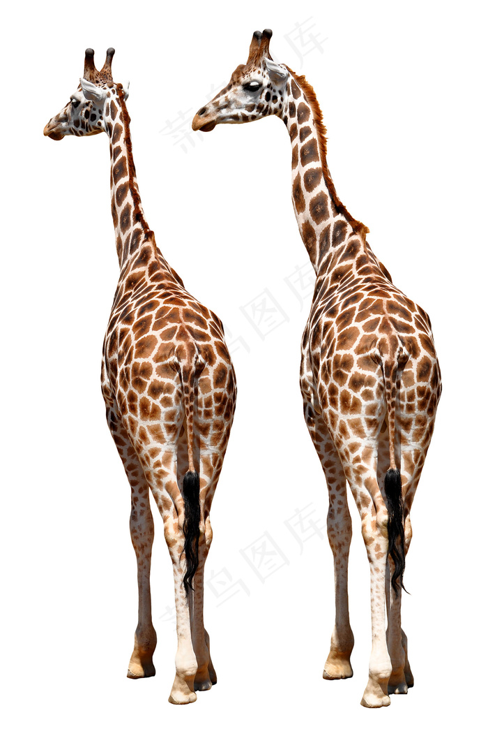 两只长颈鹿摄影图片