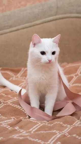 白色的猫咪高清摄影图片