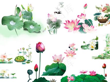 多款精美荷花素材PSD分层源文件