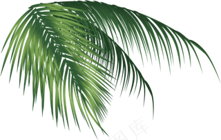 北欧小清新叶子植物龟背叶素材