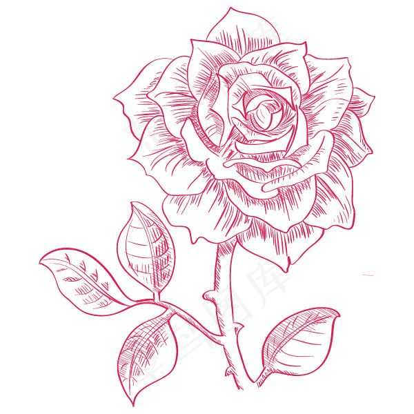 手绘玫瑰花
