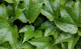 绿叶水滴水珠图片