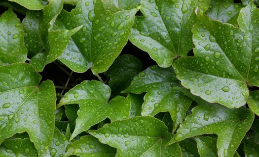 绿叶水滴水珠图片 绿叶水滴水珠图片