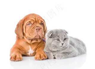 可爱的猫狗宠物高清图片