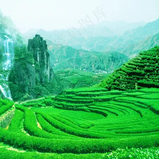茶山背景
