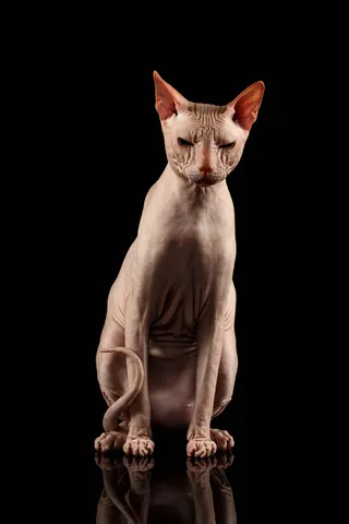 斯芬克斯猫摄影