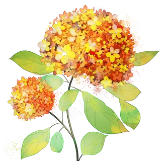 金色绣球花清新小花朵水粉花卉金色绣球花清新小花朵水粉花卉 金色绣球花清新小花朵水粉花卉金色绣球花清新小花朵水粉花卉