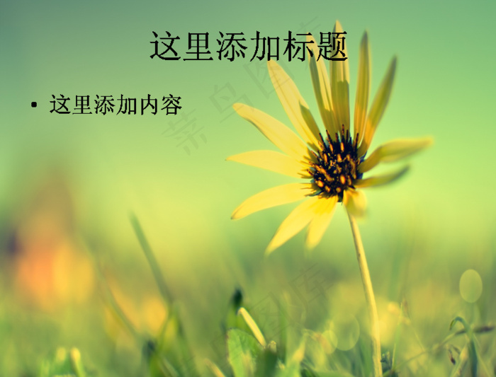 唯美小花特写高清PPT(11)