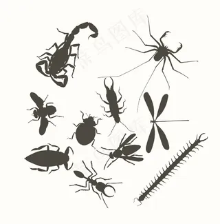 昆虫图案
