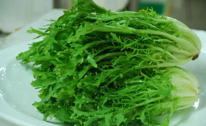 苦菊图片
