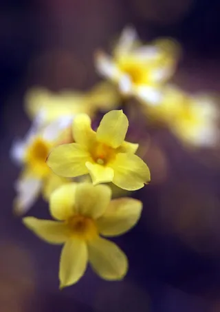 春天迎春花图片