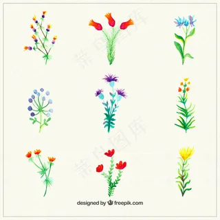 水彩花卉植物